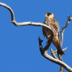Falco longipennis at Jack Perry Reserve - 7 May 2024 10:02 AM