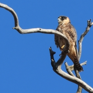 Falco longipennis at Jack Perry Reserve - 7 May 2024 10:02 AM
