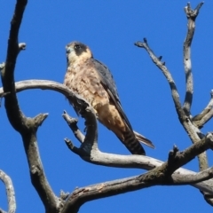 Falco longipennis at Jack Perry Reserve - 7 May 2024 10:02 AM