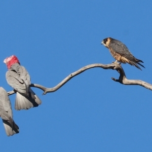 Falco longipennis at Jack Perry Reserve - 7 May 2024 10:02 AM