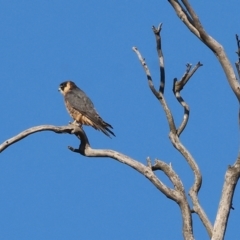 Falco longipennis at Jack Perry Reserve - 7 May 2024 10:02 AM