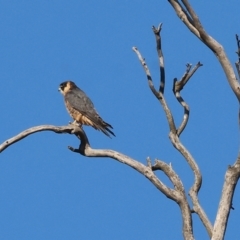 Falco longipennis at Jack Perry Reserve - 7 May 2024
