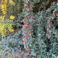 Pyracantha fortuneana (Firethorn) at Hughes Garran Woodland - 20 Apr 2024 by ruthkerruish