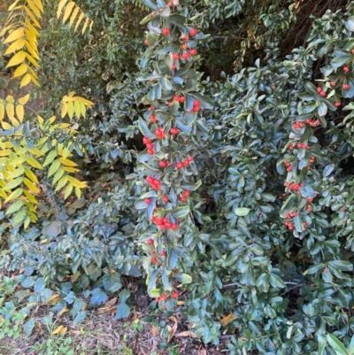 Pyracantha fortuneana (Firethorn) at Hughes Garran Woodland - 20 Apr 2024 by ruthkerruish