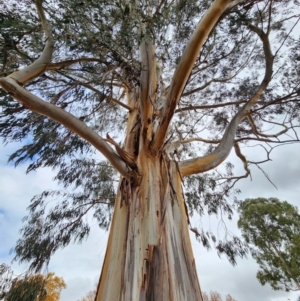 Eucalyptus globulus subsp. bicostata at Kingston, ACT - 17 Jul 2024
