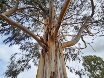 Eucalyptus globulus subsp. bicostata (Southern Blue Gum, Eurabbie) at Kingston, ACT - 7 May 2024 by Steve818