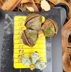 Eucalyptus globulus subsp. bicostata at Kingston, ACT - 17 Jul 2024