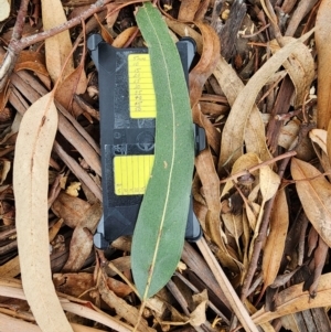 Eucalyptus globulus subsp. bicostata at Kingston, ACT - 17 Jul 2024