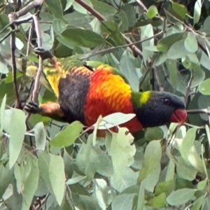 Trichoglossus moluccanus at Aranda, ACT - 7 May 2024