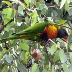 Trichoglossus moluccanus at Aranda, ACT - 7 May 2024