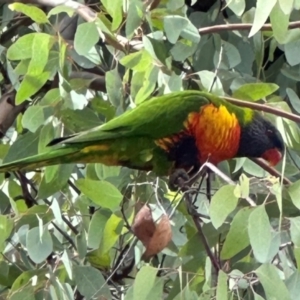 Trichoglossus moluccanus at Aranda, ACT - 7 May 2024