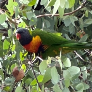 Trichoglossus moluccanus at Aranda, ACT - 7 May 2024