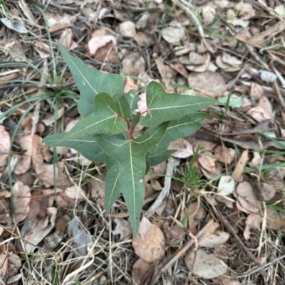 Brachychiton populneus subsp. populneus (Kurrajong) at Cook, ACT - 7 May 2024 by lbradley