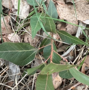 Brachychiton populneus subsp. populneus at Cook, ACT - 7 May 2024
