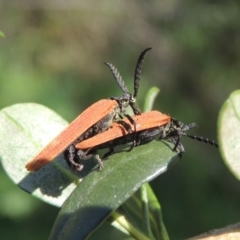 Porrostoma rhipidium (Long-nosed Lycid (Net-winged) beetle) at Conder, ACT - 12 Dec 2023 by michaelb