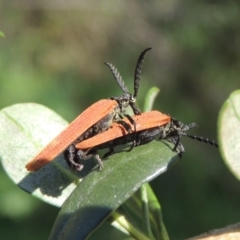 Porrostoma rhipidium (Long-nosed Lycid (Net-winged) beetle) at Pollinator-friendly garden Conder - 12 Dec 2023 by MichaelBedingfield