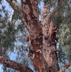Eucalyptus (genus) (A Gum Tree) at Higgins, ACT - 6 May 2024 by Untidy