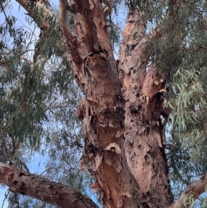 Eucalyptus bridgesiana at suppressed by Untidy