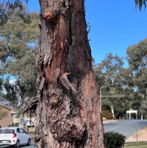 Eucalyptus sp. at Higgins, ACT - 6 May 2024