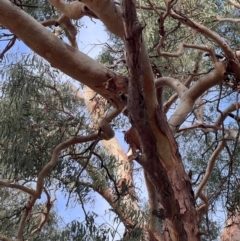 Eucalyptus sp. at Higgins, ACT - 6 May 2024