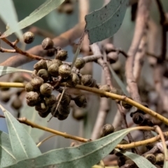 Eucalyptus sp. at Higgins, ACT - 6 May 2024