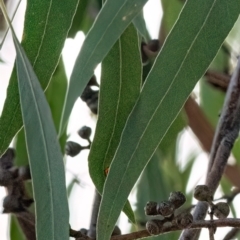 Eucalyptus sp. at Higgins, ACT - 6 May 2024