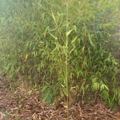Phyllostachys aurea (Rhizomatous Bamboo) at Hughes Garran Woodland - 4 May 2024 by ruthkerruish