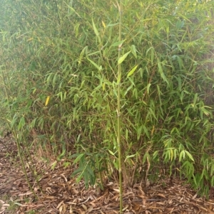 Phyllostachys aurea at GG69 - 4 May 2024