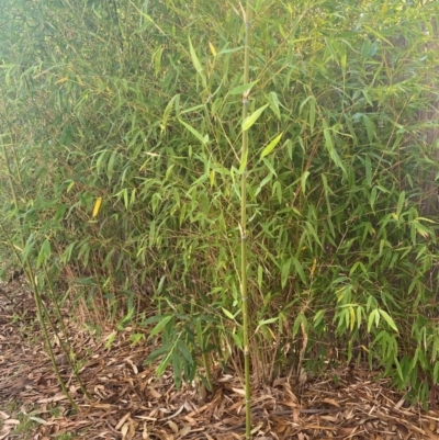 Phyllostachys aurea (Rhizomatous Bamboo) at Garran, ACT - 4 May 2024 by ruthkerruish