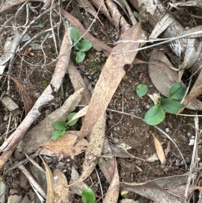 Pterostylis sp. (A Greenhood) at Aranda, ACT - 7 May 2024 by lbradley