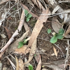 Pterostylis sp. (A Greenhood) at Aranda Bushland - 7 May 2024 by lbradley