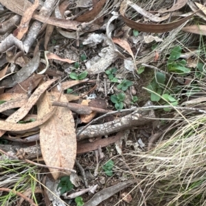 Pterostylis sp. at Aranda, ACT - suppressed