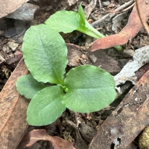 Pterostylis sp. at Aranda, ACT - suppressed