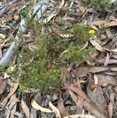 Hibbertia calycina at Aranda, ACT - 7 May 2024