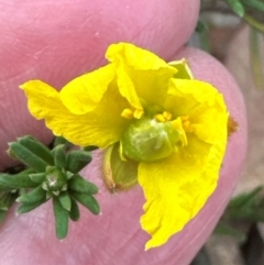 Hibbertia calycina at Aranda, ACT - 7 May 2024