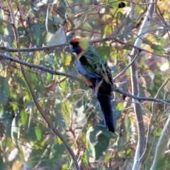 Platycercus elegans flaveolus (Yellow Rosella) at Wodonga, VIC - 6 May 2024 by KylieWaldon