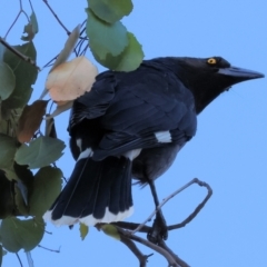 Strepera graculina (Pied Currawong) at Jack Perry Reserve - 6 May 2024 by KylieWaldon