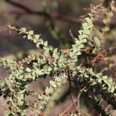 Acacia pravissima (Wedge-leaved Wattle, Ovens Wattle) at Wodonga, VIC - 6 May 2024 by KylieWaldon