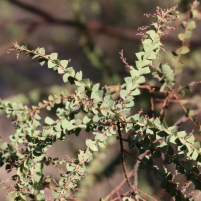 Acacia cultriformis at Wodonga - 6 May 2024 by KylieWaldon