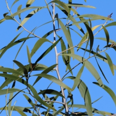 Acacia implexa (Hickory Wattle, Lightwood) at Wodonga - 7 May 2024 by KylieWaldon