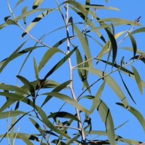 Acacia implexa (Hickory Wattle, Lightwood) at Wodonga by KylieWaldon
