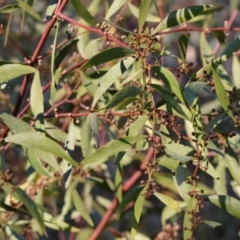 Acacia verniciflua (Varnish Wattle) at Wodonga, VIC - 6 May 2024 by KylieWaldon