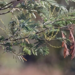 Acacia dealbata subsp. dealbata (Silver Wattle) at Wodonga, VIC - 6 May 2024 by KylieWaldon