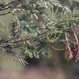 Acacia dealbata subsp. dealbata (Silver Wattle) at Wodonga by KylieWaldon