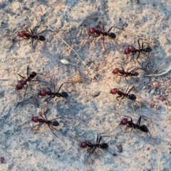 Iridomyrmex purpureus (Meat Ant) at Wodonga - 7 May 2024 by KylieWaldon