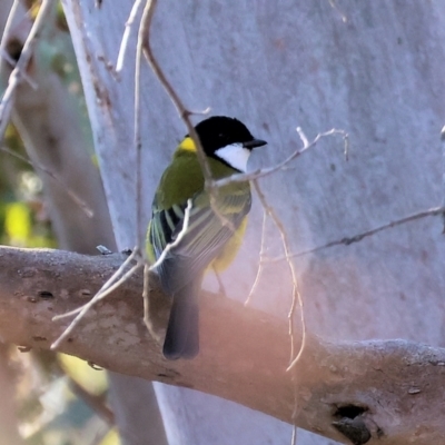 Pachycephala pectoralis (Golden Whistler) at Wodonga, VIC - 6 May 2024 by KylieWaldon