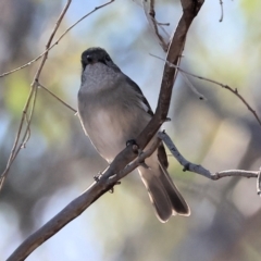 Pachycephala pectoralis at Wodonga - 7 May 2024