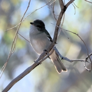 Pachycephala pectoralis at Wodonga - 7 May 2024 09:53 AM