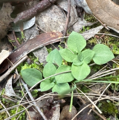 Speculantha rubescens (Blushing Tiny Greenhood) at Aranda, ACT - 7 May 2024 by lbradley