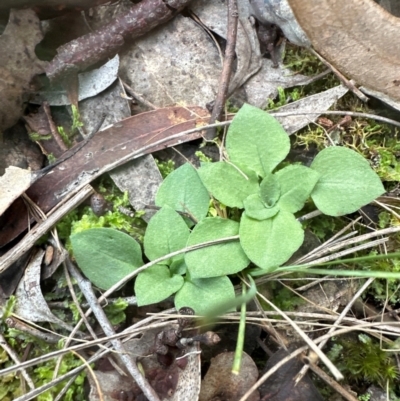 Speculantha rubescens (Blushing Tiny Greenhood) at Aranda Bushland - 7 May 2024 by lbradley